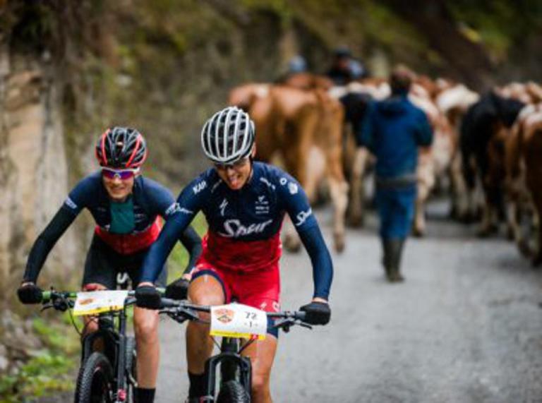 Two bikers heading past a herd of cows