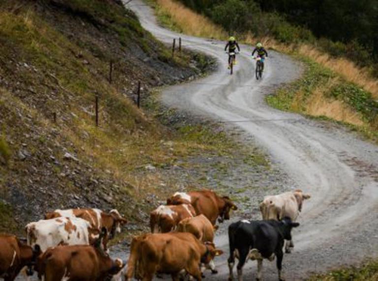 Two bikers heading toward cows