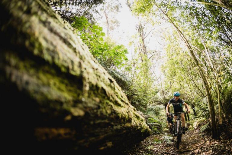 One biker heading through dense forest in Rotorua