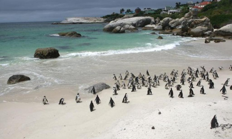 Cape_Epic_Boulders_Beach