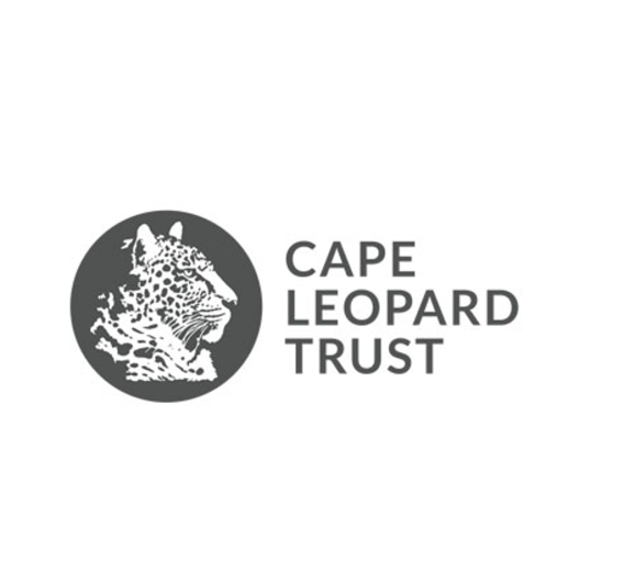 cape leopard