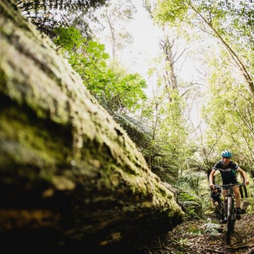 A biker in dense greenery most likely in Rotorua [The Pioneer]