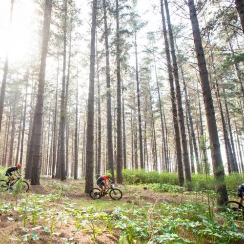 Three bikers heading through a tall forest [Cape to Cape]